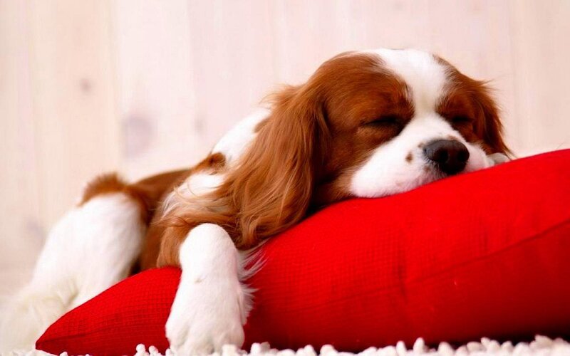 Cavalier King Charles Spaniel — Red, Peaceful, Photograph, Pillow
