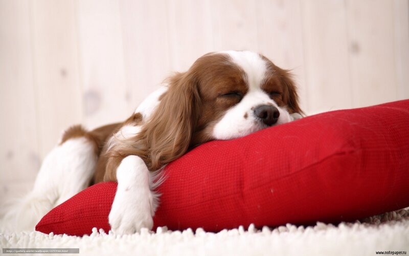 Cavalier King Charles Spaniel — Red, Peaceful, Photograph, Red Pillow