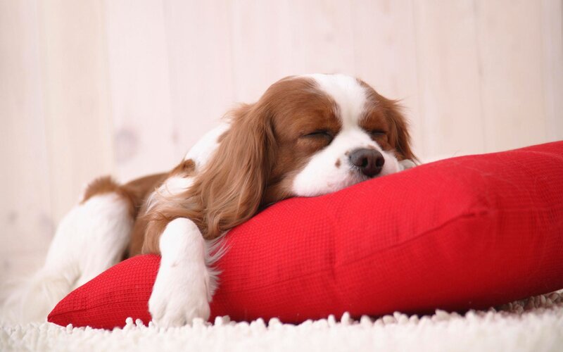 Cavalier King Charles Spaniel — Red, Peaceful, Photograph