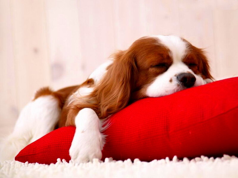 Cavalier King Charles Spaniel — Red, Peaceful