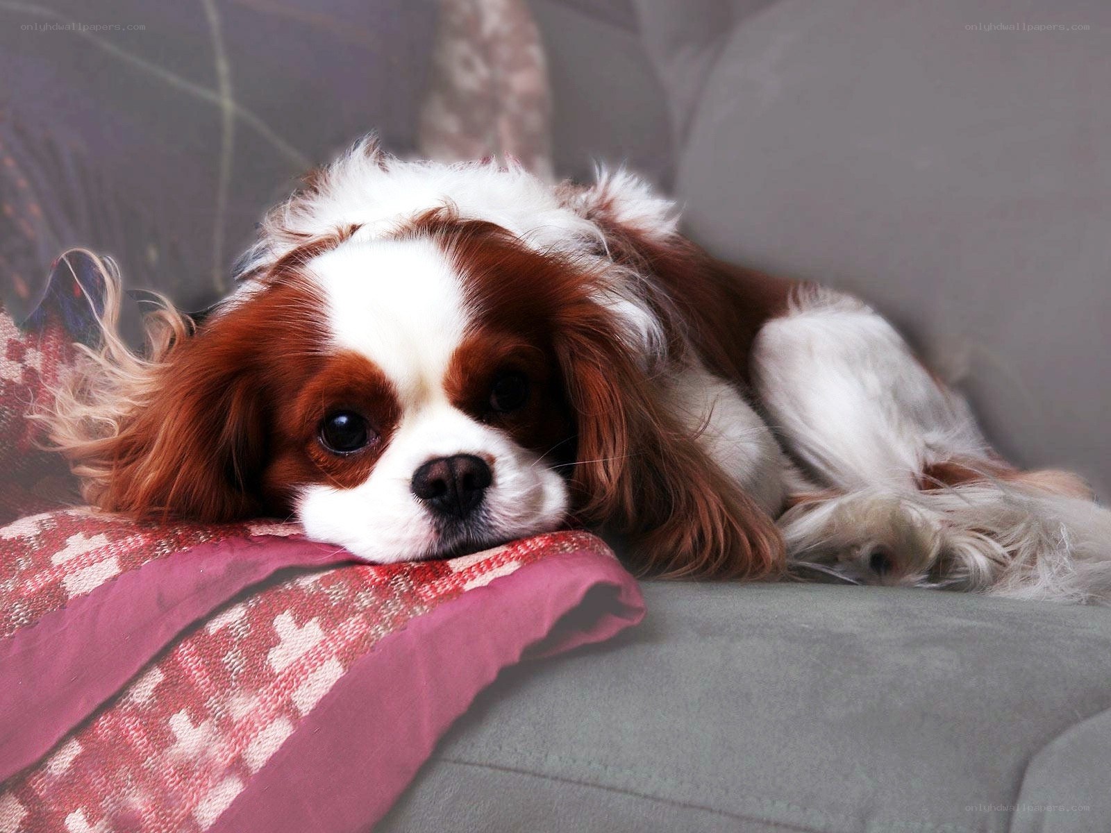 Cavalier King Charles Spaniel resting