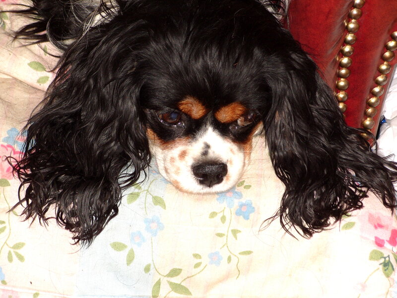 Cavalier King Charles Spaniel resting