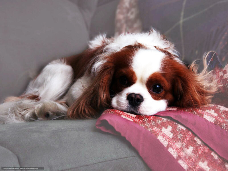 Cavalier King Charles Spaniel resting