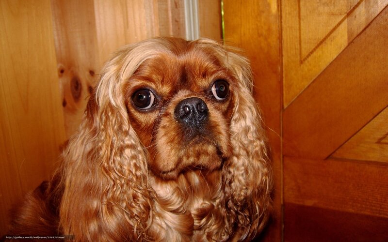 Cavalier King Charles Spaniel