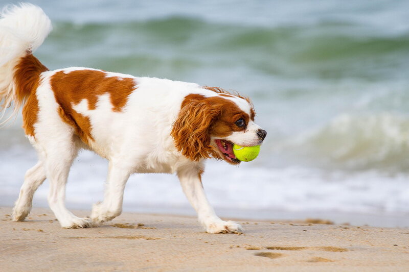 Cavalier King Charles Spaniel — White, Active