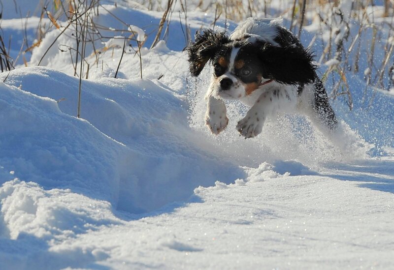 Cavalier King Charles Spaniel — White, Active, Winter