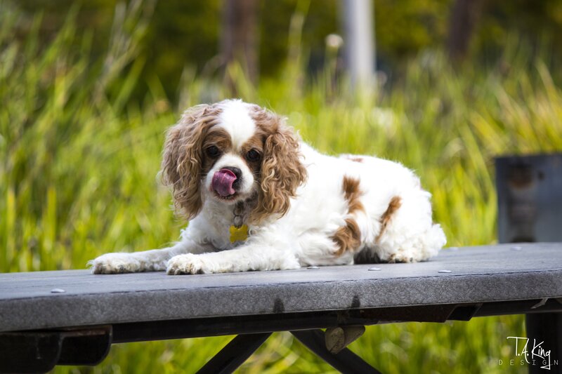 Cavalier King Charles Spaniel — White, Calm, Afternoon