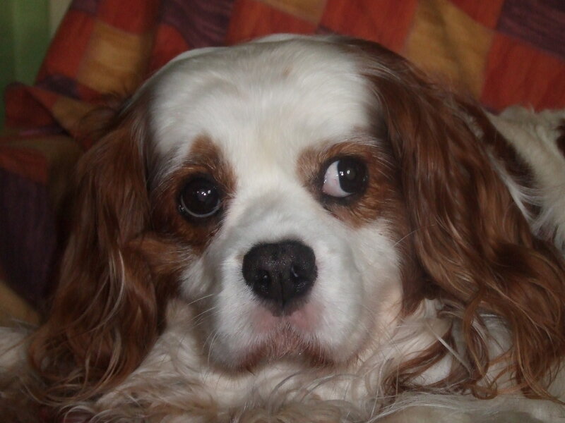 Cavalier King Charles Spaniel — White, Calm, Photograph, Dog