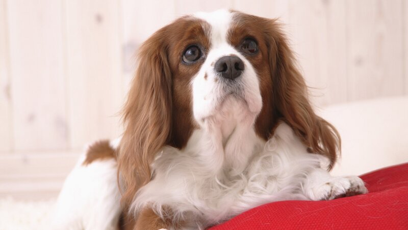 Cavalier King Charles Spaniel — White, Calm, Photograph, Red Cushion
