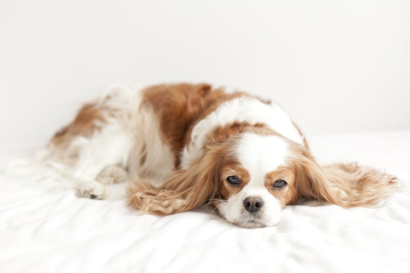 Cavalier King Charles Spaniel — White, Calm, Photograph