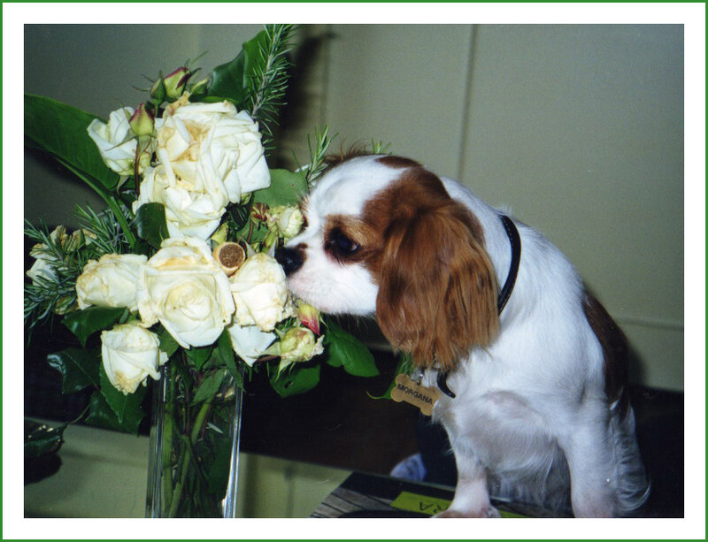 Cavalier King Charles Spaniel — White, Calm