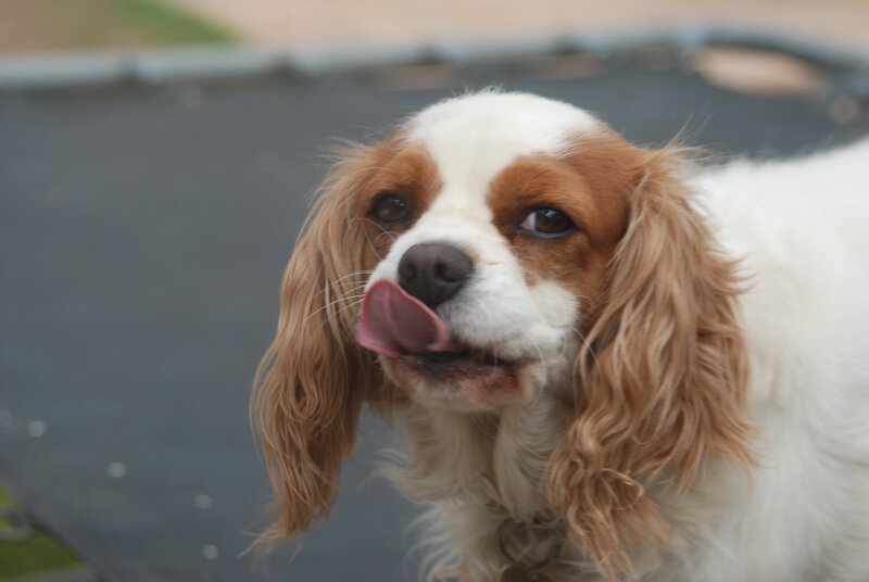 Cavalier King Charles Spaniel — White, Playful, Afternoon