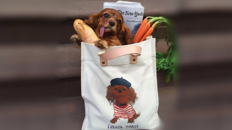 Cavalier King Charles Spaniel — White, Playful, Photograph