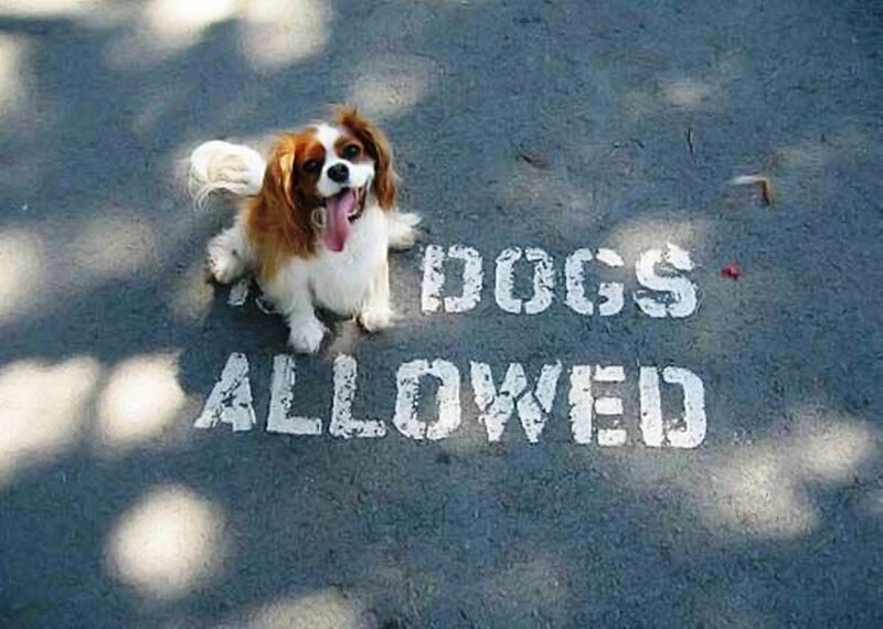 Cavalier King Charles Spaniel — White, Playful