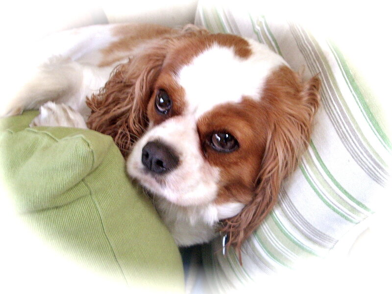 Cavalier King Charles Spaniel — White