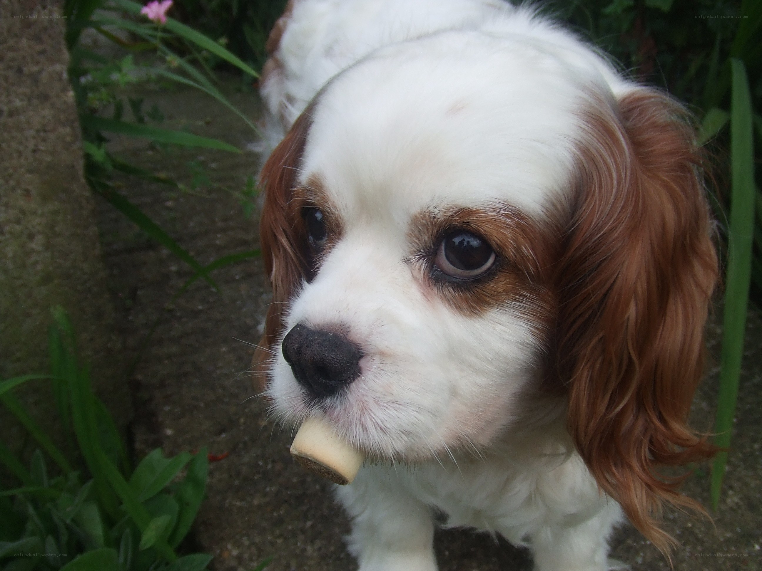 Cavalier King Charles Spaniel with treat