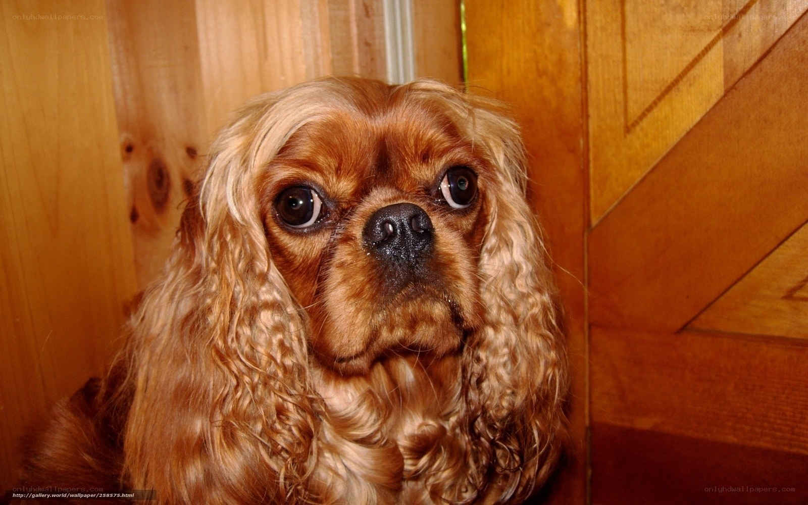Cavalier King Charles Spaniel