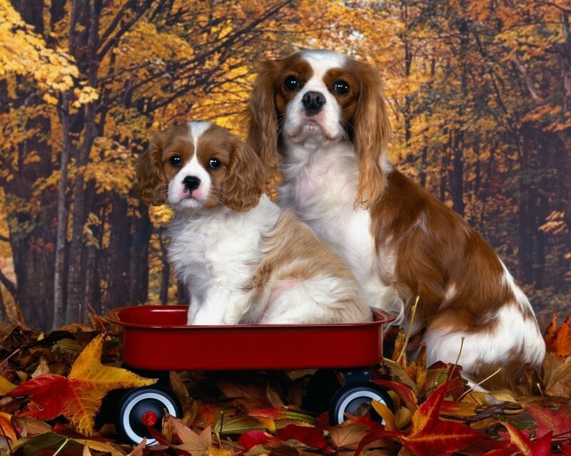 Cavalier King Charles Spaniels in autumn