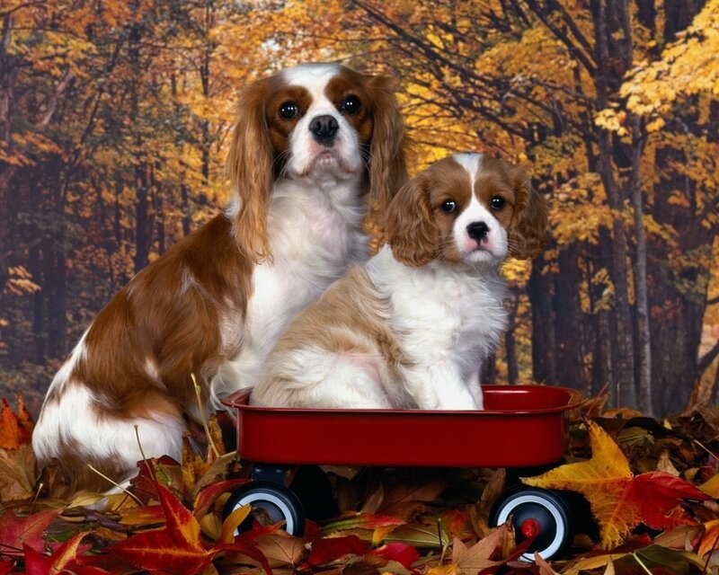 Cavalier King Charles Spaniels in autumn