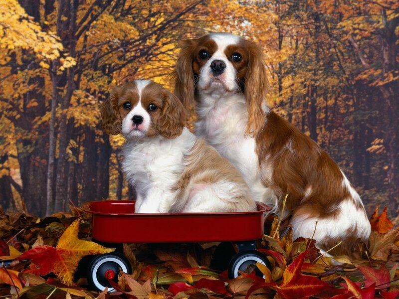 Cavalier King Charles Spaniels in autumn