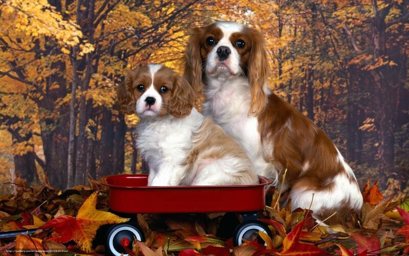 Cavalier King Charles Spaniels in autumn