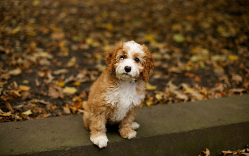 Cavapoo Puppy — Brown