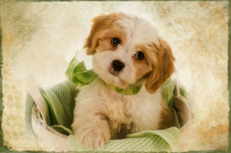 Cavapoo Puppy in Basket