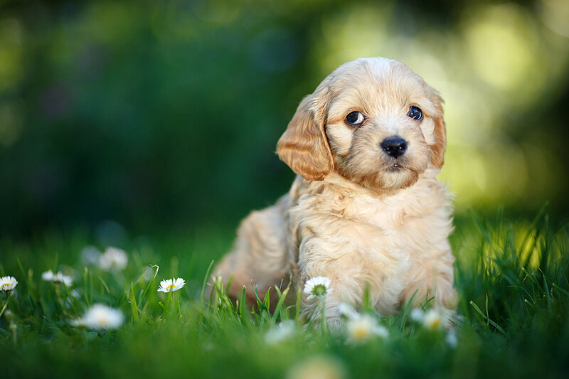 Cavapoo Puppy in Grass — Green