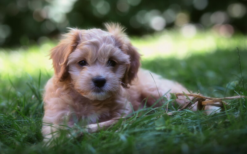 Cavapoo Puppy in Grass