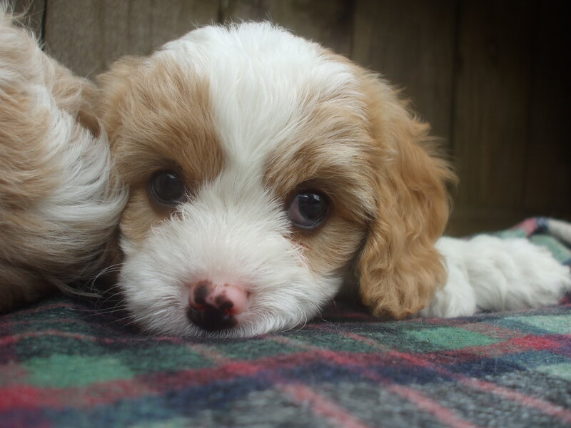 Cavapoo Puppy