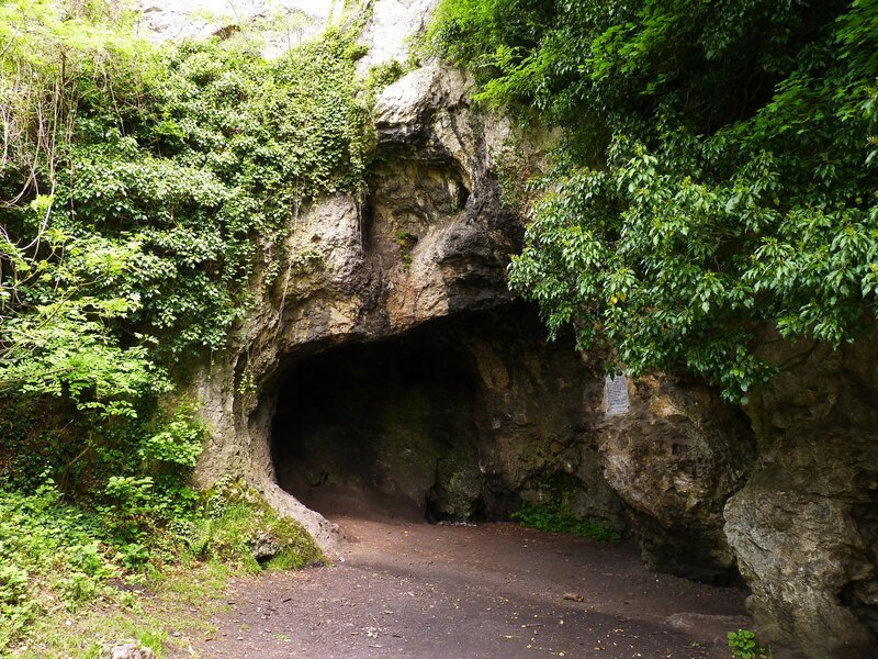 cave entrance in forest