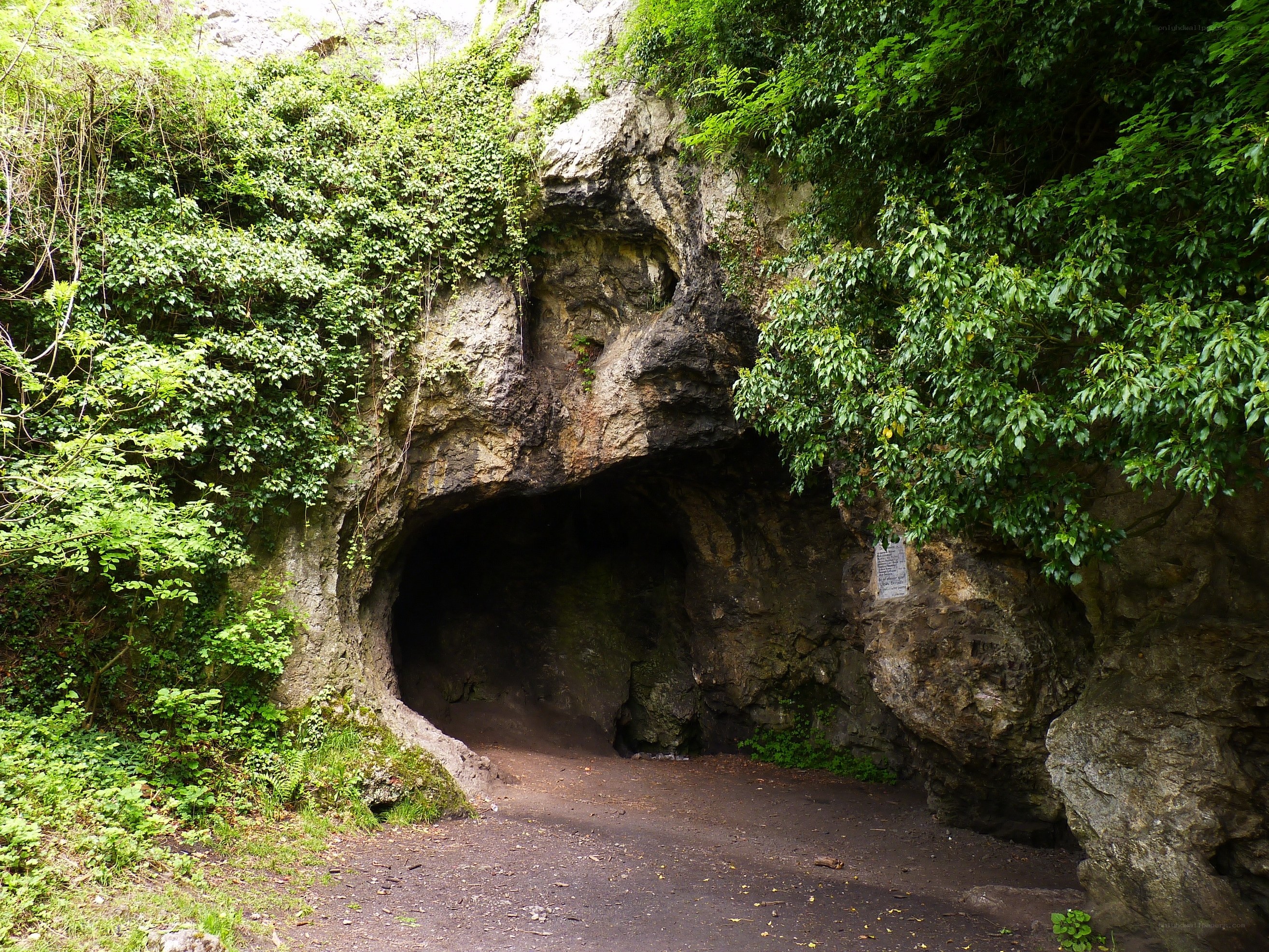 cave entrance in forest