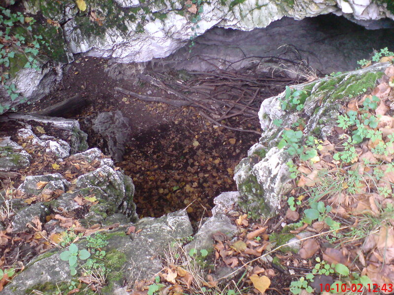 cave entrance with leaves