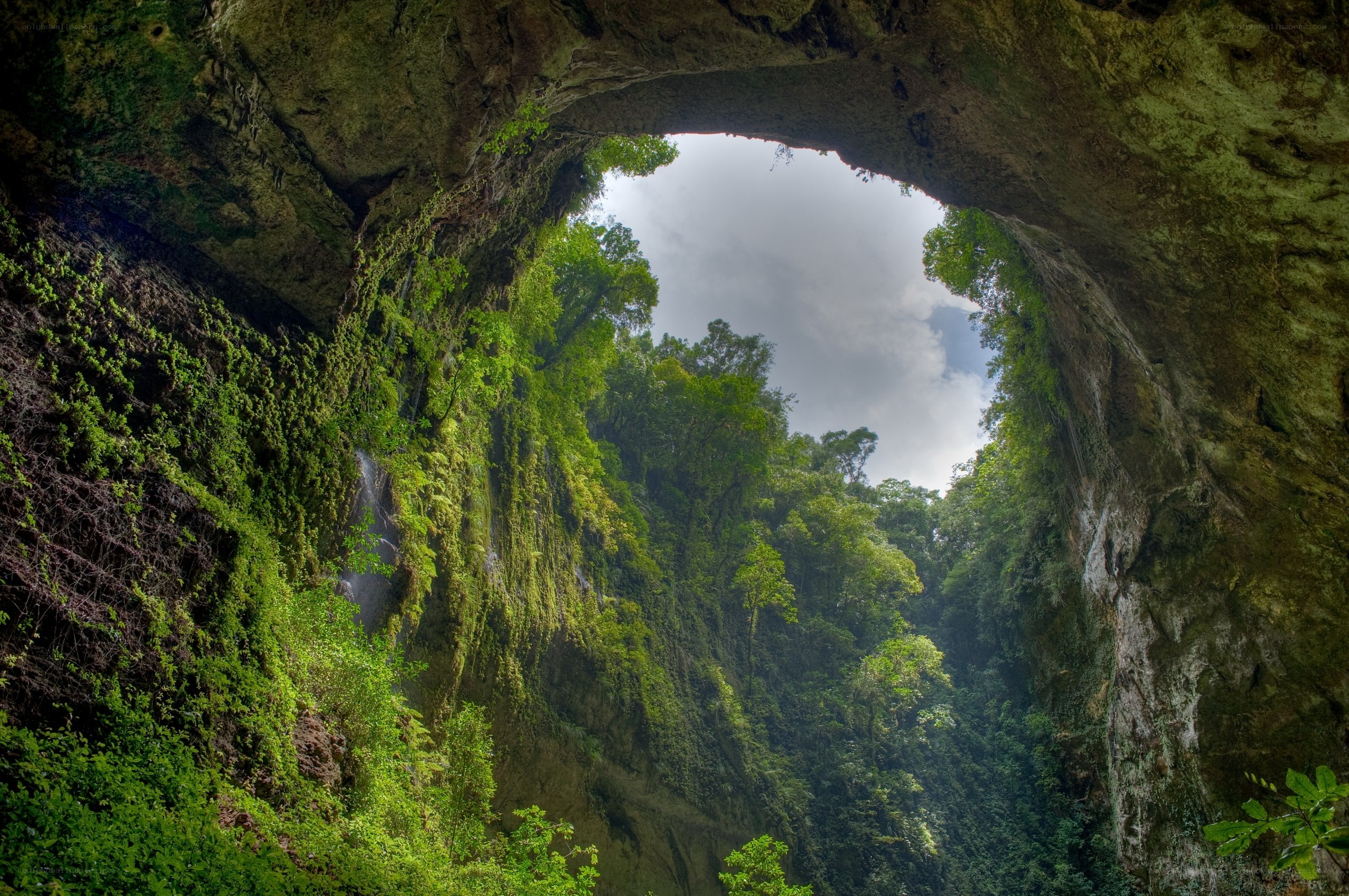 Cave opening to forest