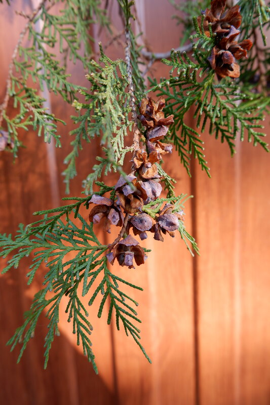 Cedar Branch with Cones — Green