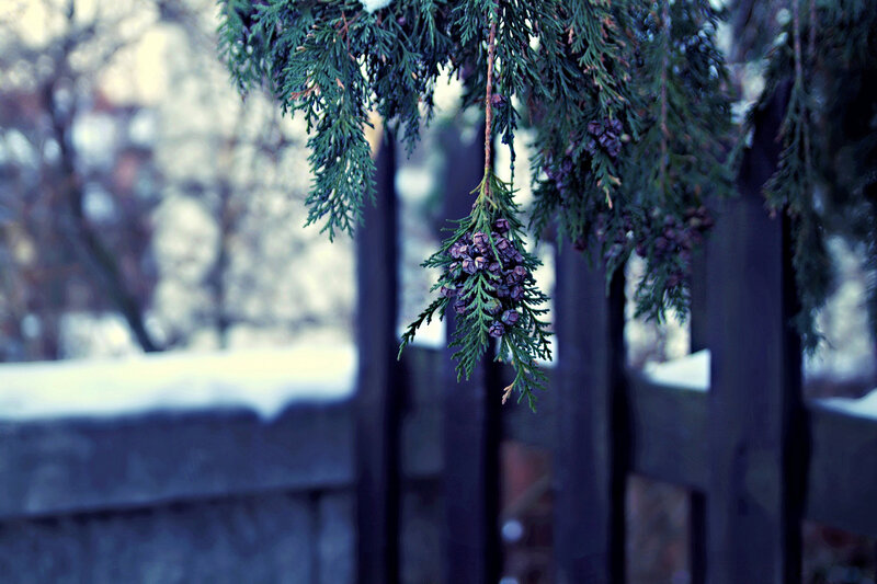 Cedar Branch with Cones