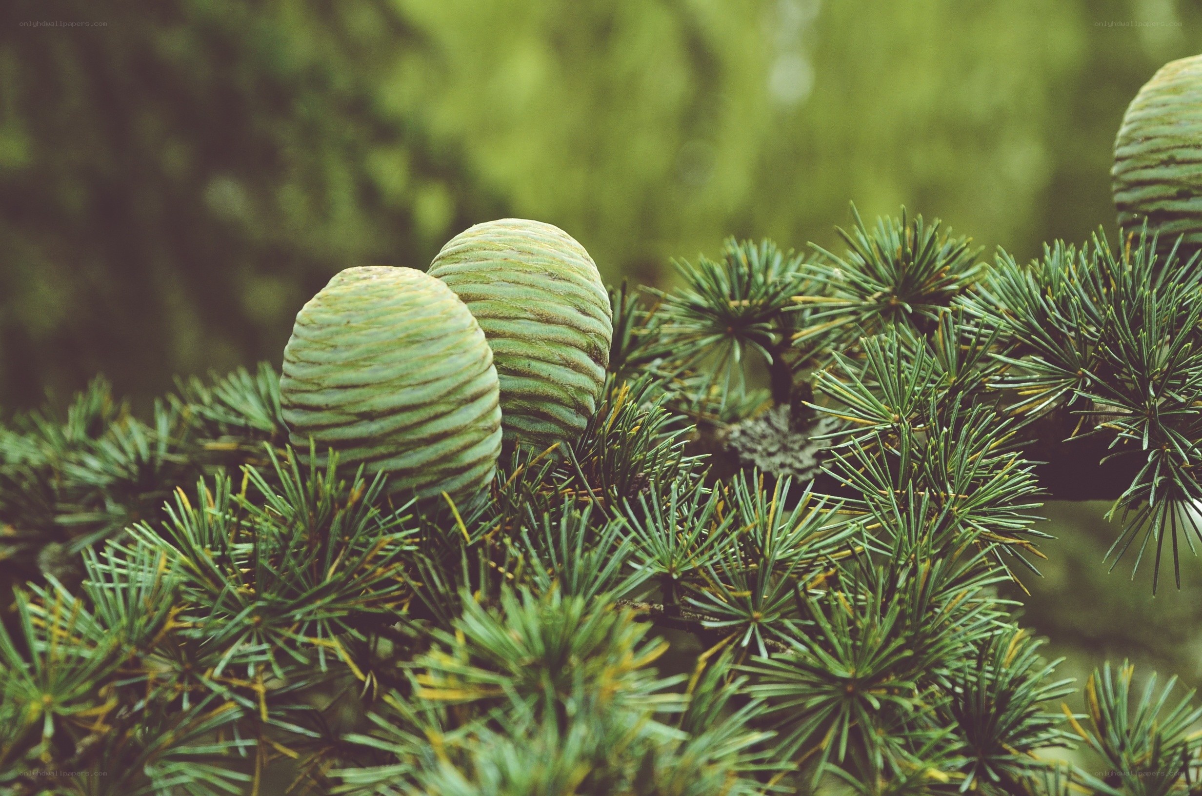 Cedar cones on a branch
