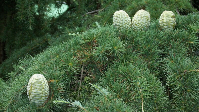 Cedar cones on a tree
