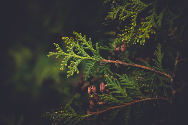 Cedar Tree Branch