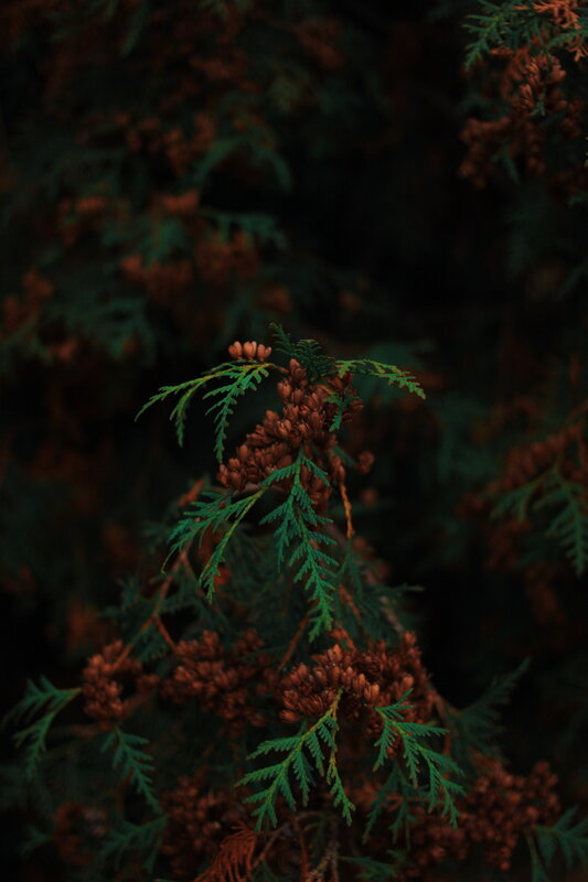 Cedar Tree Branches
