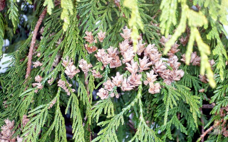 Cedar tree with cones