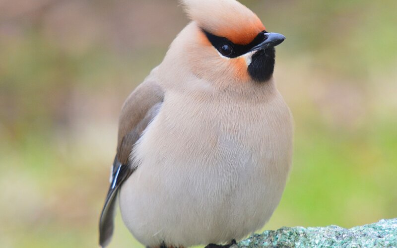 Cedar Waxwing Bird — Beige