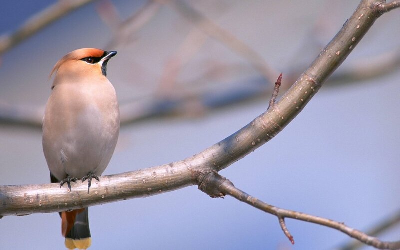 Cedar Waxwing Bird — Brown, Calm, Spring