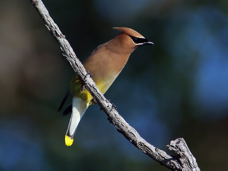 Cedar Waxwing Bird — Brown, Calm