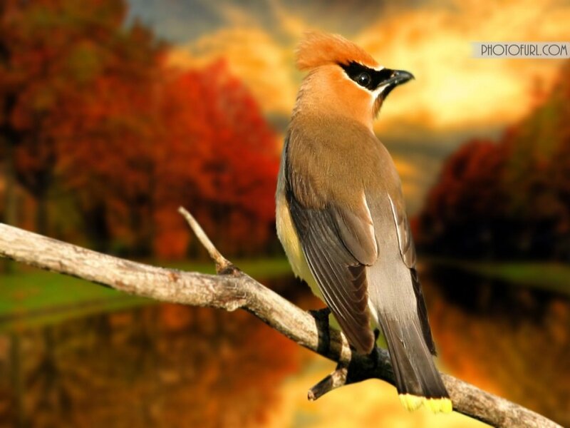 Cedar Waxwing Bird — Brown, Serene, Autumn