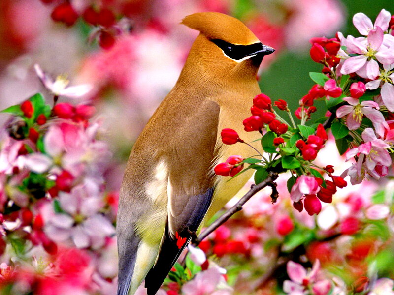 Cedar Waxwing Bird — Brown, Serene, Spring
