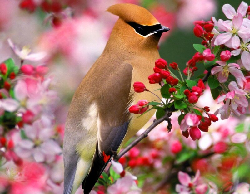 Cedar Waxwing Bird — Brown, Serene