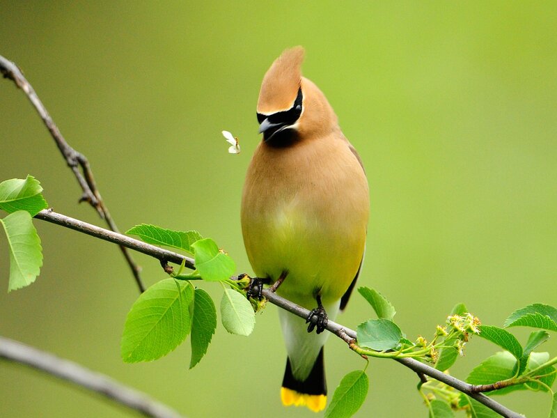 Cedar Waxwing Bird — Green, Calm, Spring, Photograph
