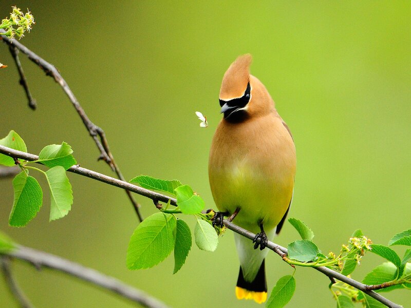 Cedar Waxwing Bird — Green, Calm, Spring