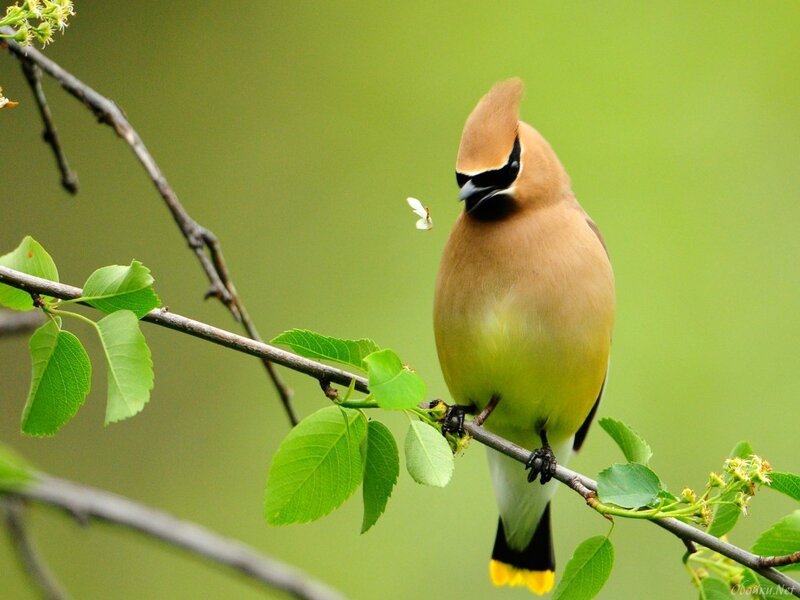 Cedar Waxwing Bird — Green, Calm